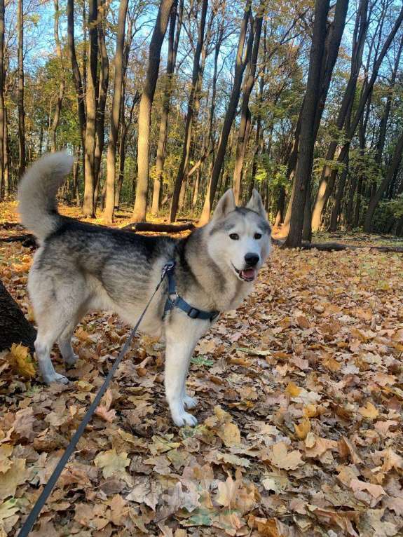 Собаки в Самаре: Отдам в добрые руки хаски  Мальчик, Бесплатно - фото 2