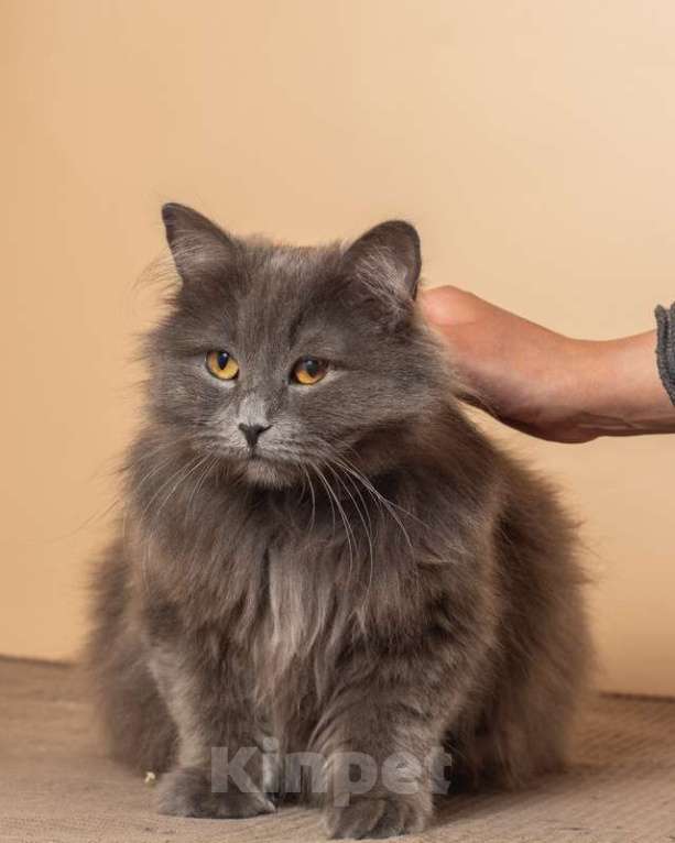 Кошки в Москве: Роскошная русская голубая Милиса в добрые руки Девочка, 1 руб. - фото 5