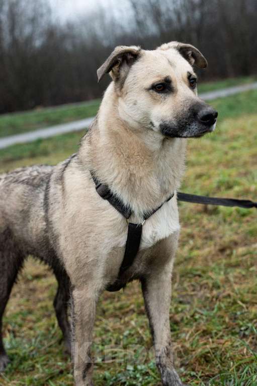 Собаки в Москве: Честер Мальчик, Бесплатно - фото 1