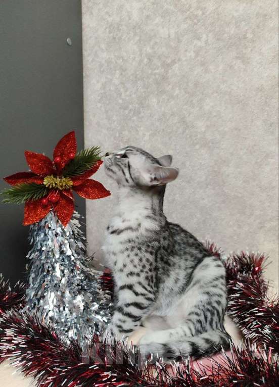 Кошки в Санкт-Петербурге: Кошечка редкой породы Египетская мау  Девочка, 60 000 руб. - фото 3