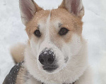 Собаки в Котельнике: Пес Байкал ищет дом Мальчик, Бесплатно - фото 1