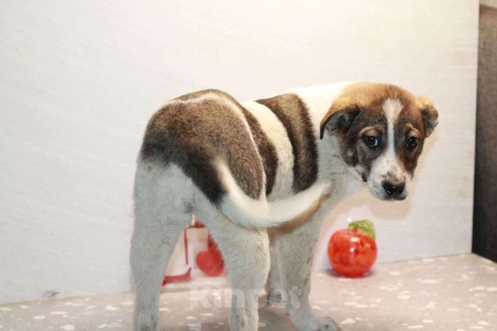 Собаки в Липецке: Ищу щенку Линде дом Девочка, 500 руб. - фото 6