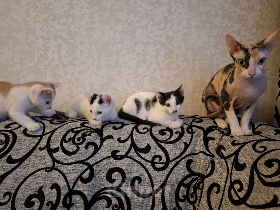 Кошки в Ставрополе: Отдам котёнка девочка Девочка, Бесплатно - фото 8