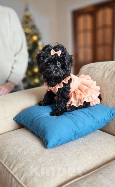 Собаки в Химках: Мальтипу девочка черного окраса Девочка, 50 000 руб. - фото 1