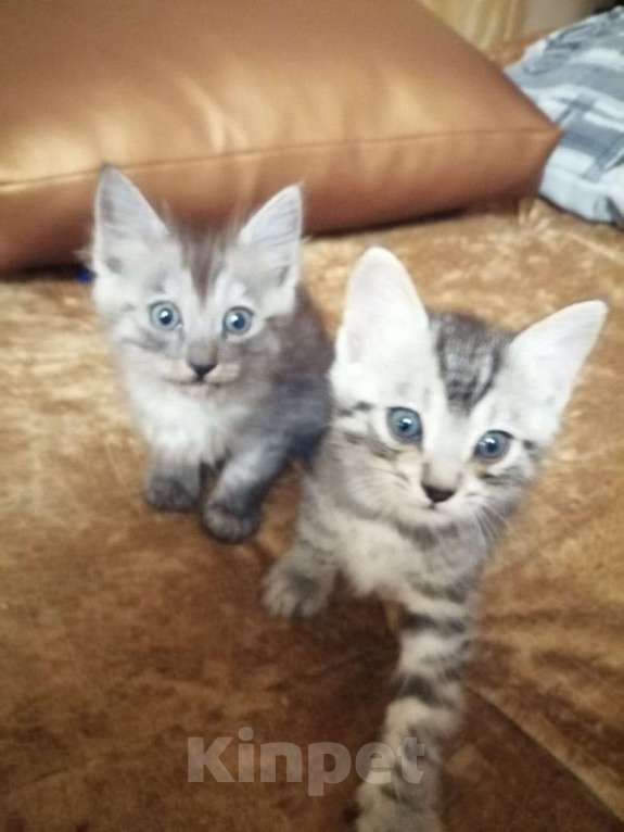 Кошки в Краснодаре: Отдам в добрые руки котят Мальчик, Бесплатно - фото 1