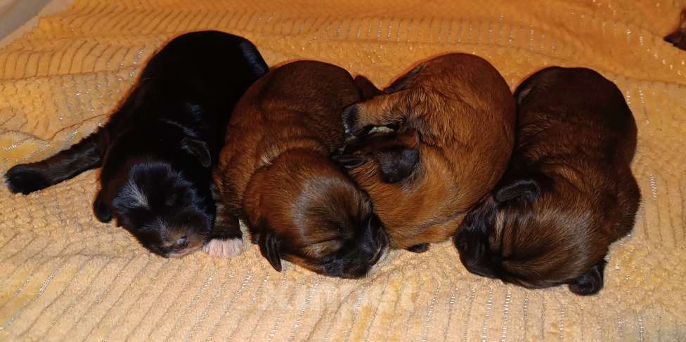 Собаки в Москве: Тибетский терьер щенки Разнополые, 75 000 руб. - фото 1