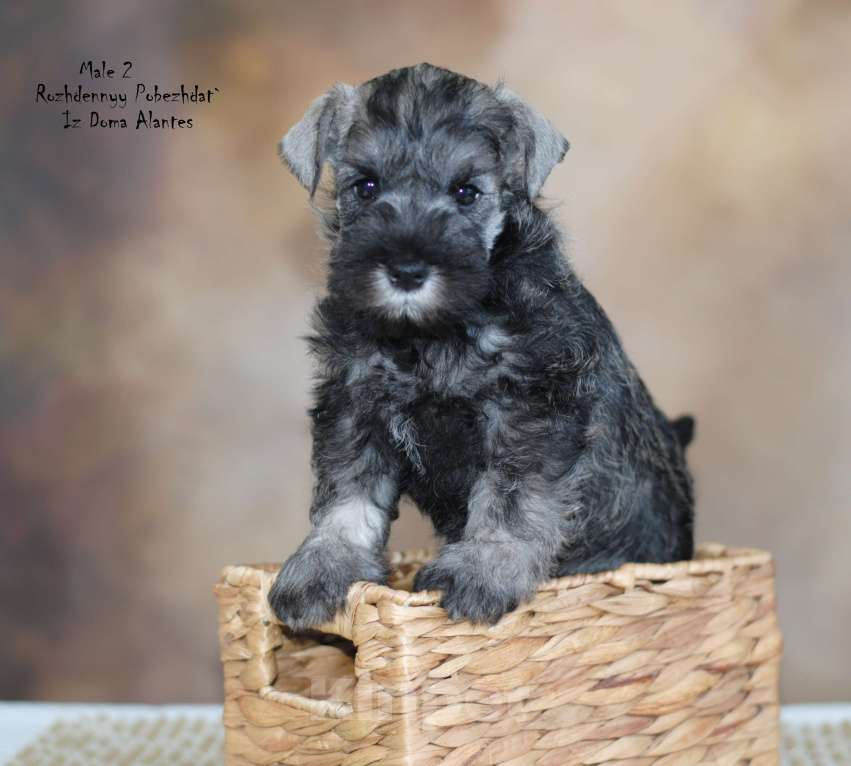 Собаки в Саратове: Цвергшнауцер перец с солью Мальчик, Бесплатно - фото 2