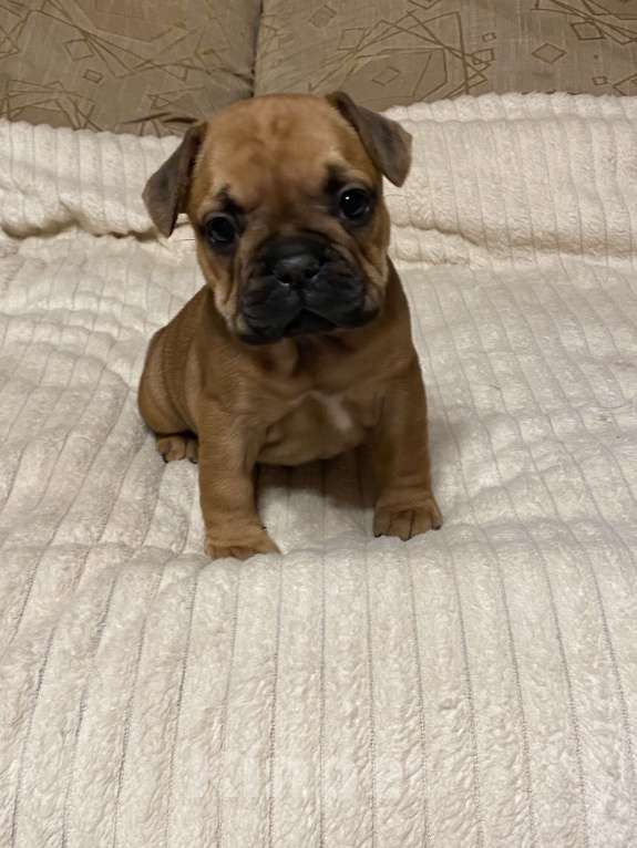 Собаки в Санкт-Петербурге: Красотка француженка  Девочка, 40 000 руб. - фото 7