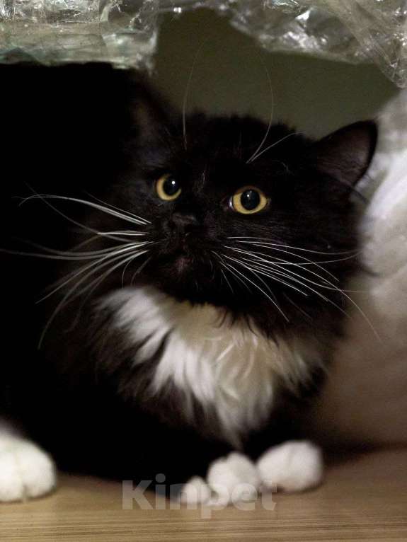 Кошки в Москве: Пушистый котенок ищет дом Мальчик, Бесплатно - фото 2