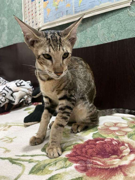 Кошки в Волгограде: Ориентальные котята  Мальчик, Бесплатно - фото 4