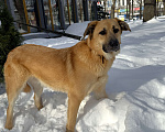 Собаки в Москве: Собака бесплатно в Москве Мальчик, Бесплатно - фото 1