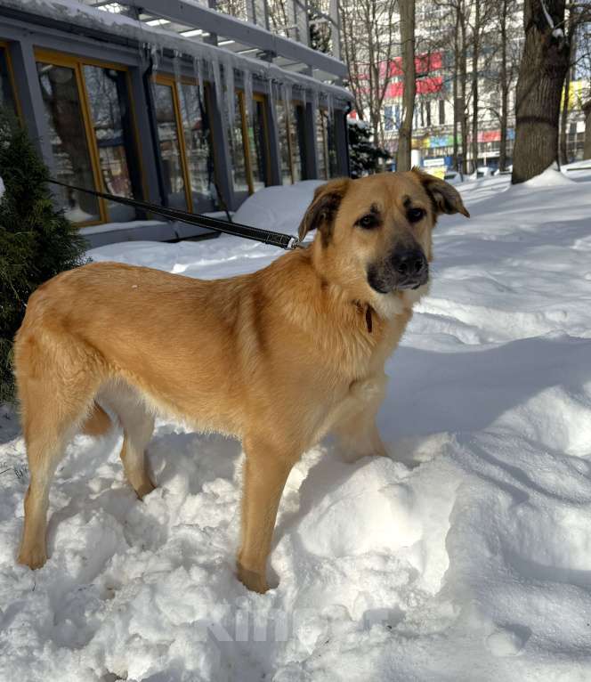 Собаки в Москве: Собака бесплатно в Москве Мальчик, Бесплатно - фото 1