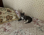 Кошки в Москве: Отдам котенка Мальчик, Бесплатно - фото 4