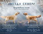 Собаки в Москве: Щенок золотистого ретривера Звезда Севера Пастила  Девочка, 100 000 руб. - фото 2