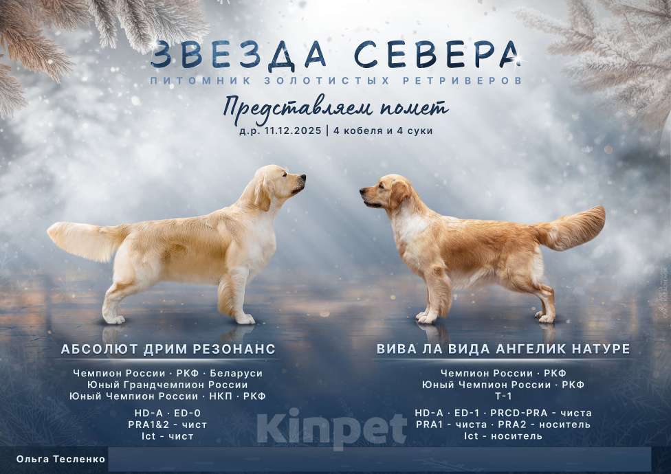 Собаки в Москве: Щенок золотистого ретривера Звезда Севера Пастила  Девочка, 100 000 руб. - фото 2