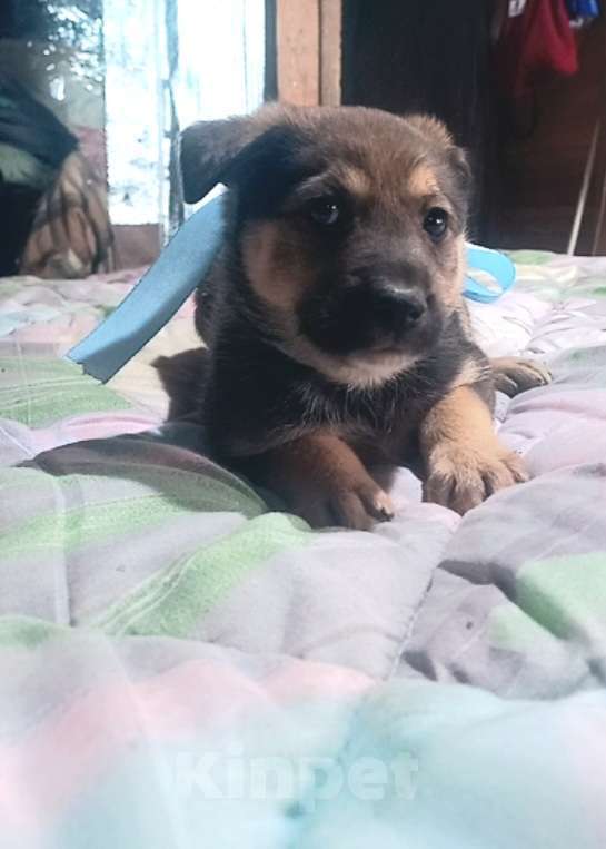 Собаки в Королеве: Щенок Лучик в дар, 2 месяца Мальчик, Бесплатно - фото 2