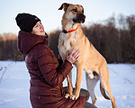 Собаки в Москве: Рыжий красавец ждёт семью в приюте Мальчик, Бесплатно - фото 9