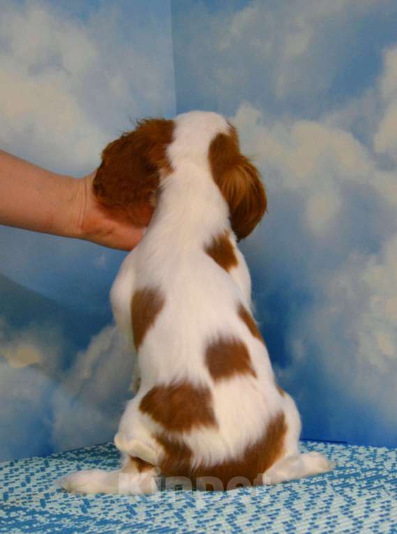 Собаки в Ногинске: Девочка кавалер кинг чарльз спаниель Девочка, 60 000 руб. - фото 4