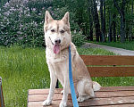 Собаки в Москве: Жасмин Девочка, 300 руб. - фото 3