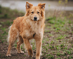 Собаки в Москве: Собака из приюта в добрые руки Мальчик, 99 руб. - фото 9