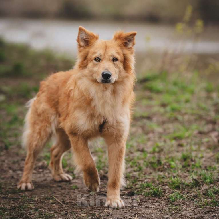 Собаки в Москве: Собака из приюта в добрые руки Мальчик, 99 руб. - фото 9