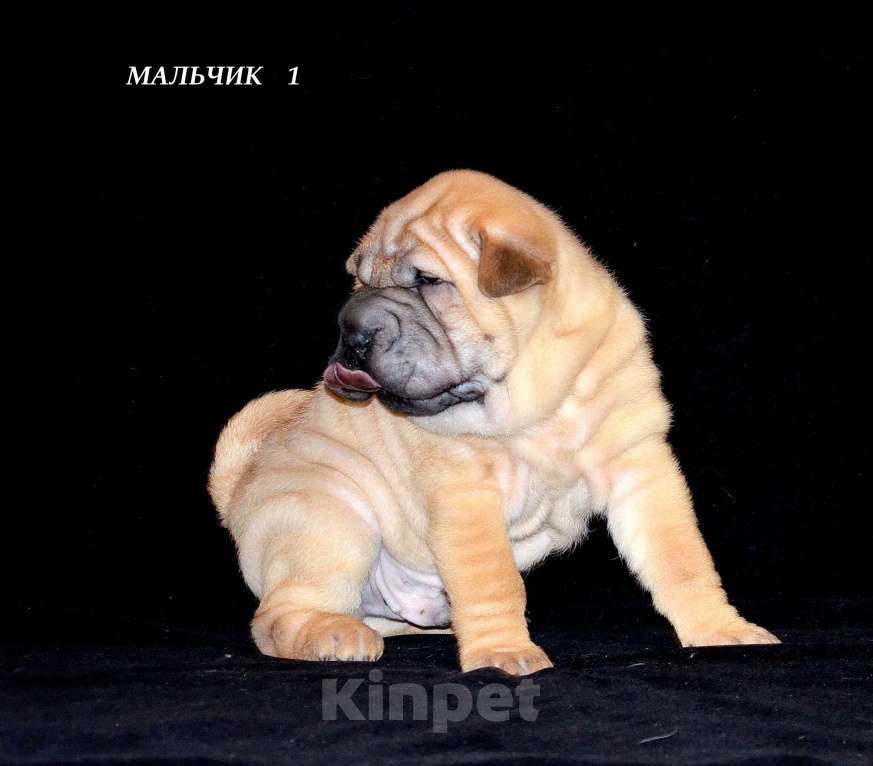 Собаки в Екатеринбурге: Лучший из Банды Рыжих. Мальчик, Бесплатно - фото 5