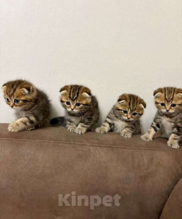 Кошки в Балашихе: Шотландские ко тята Девочка, Бесплатно - фото 1