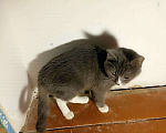 Кошки в Зарайске: Ласковый котик ( 1-2 года) Мальчик, Бесплатно - фото 3