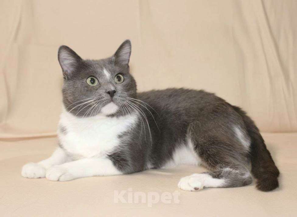 Кошки в Москве: Котик Дымок в добрые руки  Мальчик, Бесплатно - фото 1