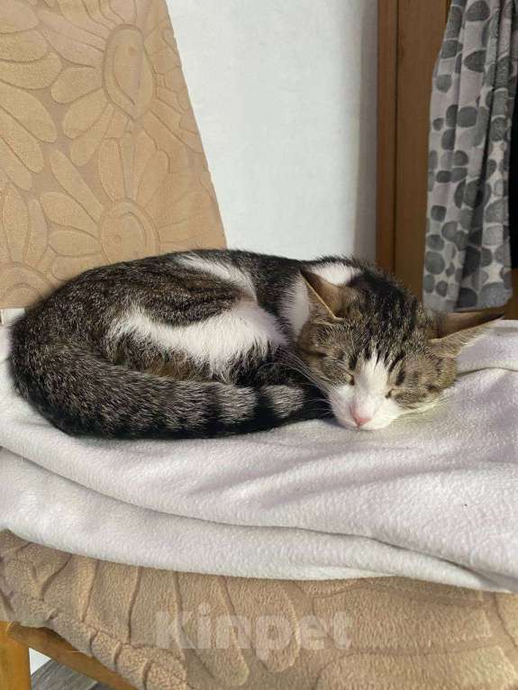 Кошки в Москве: Кошечка Луна Девочка, Бесплатно - фото 3