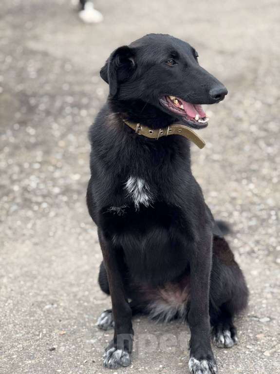 Собаки в Москве: Лилу Девочка, Бесплатно - фото 7