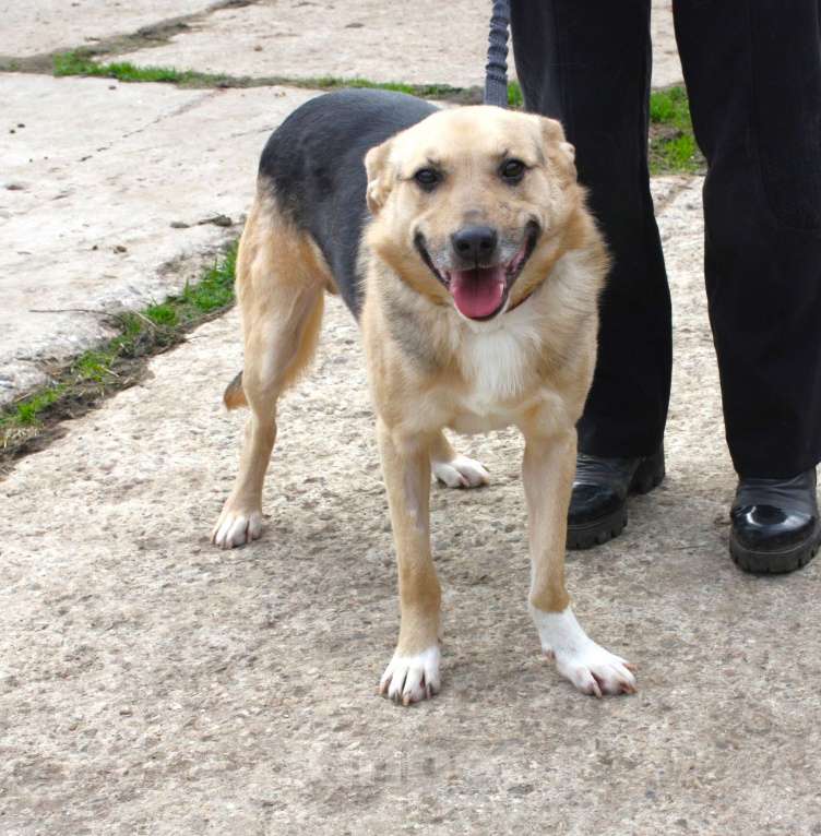 Собаки в Москве: Милый мальчишка Джонни очень хочет домой Мальчик, Бесплатно - фото 7
