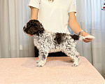 Собаки в Москве: Щенок лаготто романьоло Мальчик, 200 000 руб. - фото 3