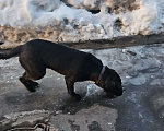 Собаки в Москве: Ищу хозяина Мальчик, Бесплатно - фото 2