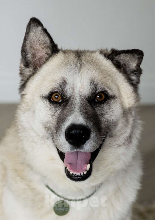 Собаки в Москве: Бинго Мальчик, Бесплатно - фото 1