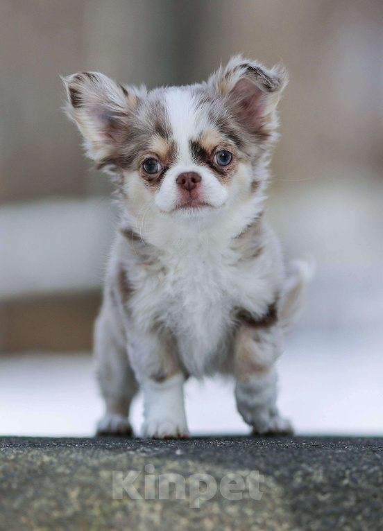 Собаки в Обнинске: Мальчик шоколадно подпалый мрамор, мерле Мальчик, 100 000 руб. - фото 1