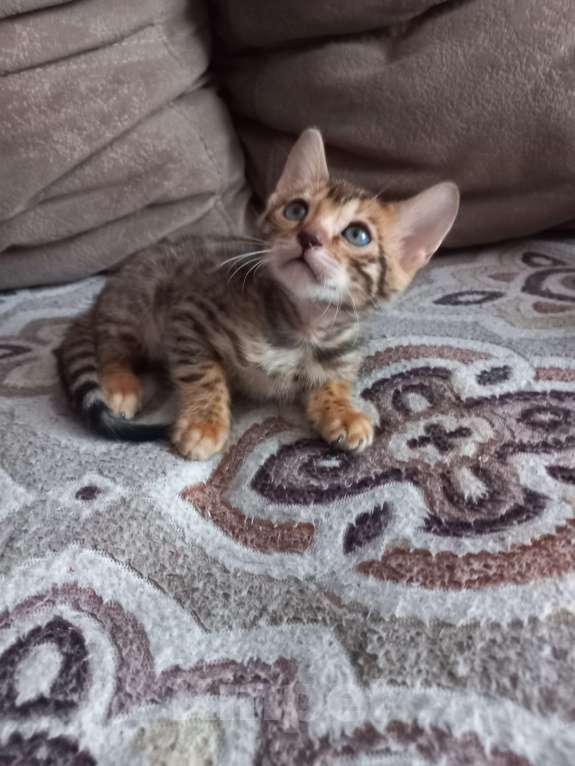 Кошки в Пензе: Бенгальские котята Девочка, 12 000 руб. - фото 3