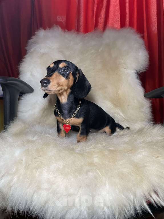 Собаки в Москве: Такса мини мальчик клубный Мальчик, 45 000 руб. - фото 3