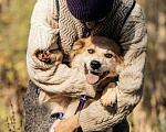 Собаки в Москве: Пушистый белый красавец пёс Альф в дар Мальчик, 1 руб. - фото 6