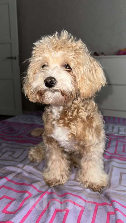 Собаки в Санкт-Петербурге:  Продам щенка породы Мальтипу F2 (мальчик). Возраст 8 месяца Мальчик, 35 000 руб. - фото 2