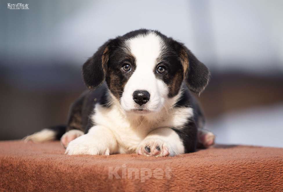 Собаки в Москве: Девочка корги Девочка, Бесплатно - фото 6