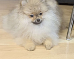 Собаки в Красноярске: Продам щенков померанского шпица Мальчик, Бесплатно - фото 1