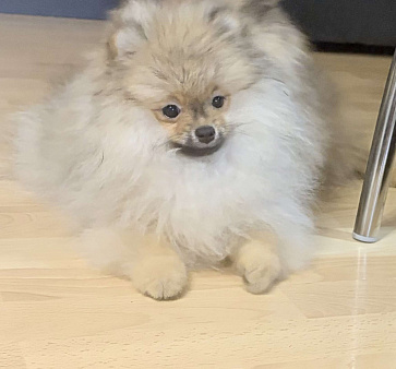 Продам щенков померанского шпица