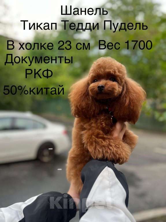 Собаки в Москве: Щенок той пудель Мальчик, 350 000 руб. - фото 1