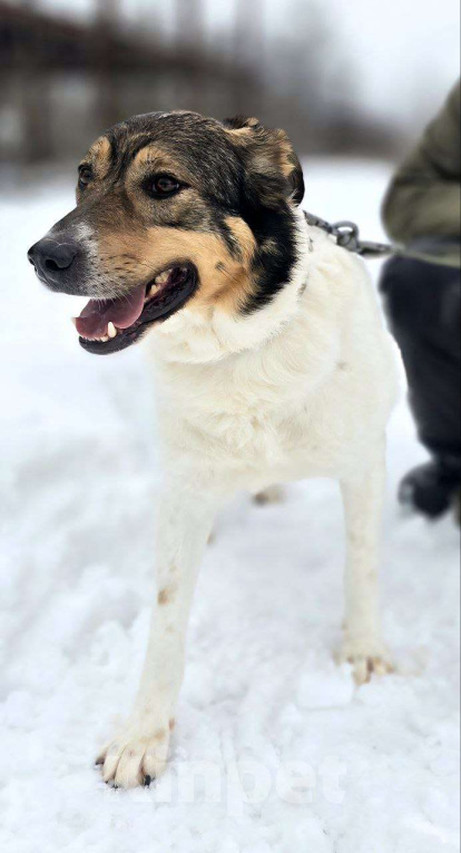 Собаки в Королеве: Жерар – пёс тонкой душевной организации. Мальчик, Бесплатно - фото 10