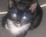 Кошки в других городах Ленинградской области: Чернышка Девочка, Бесплатно - фото 1