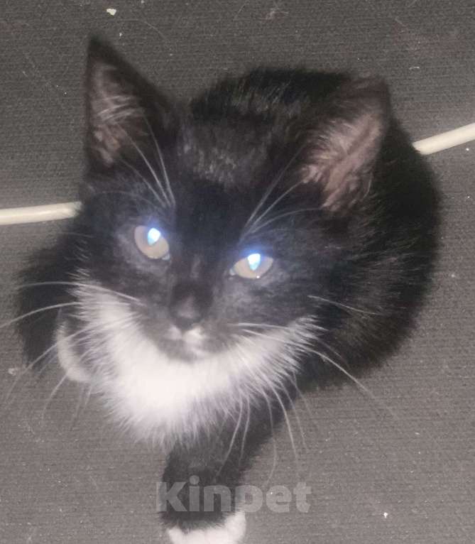 Кошки в других городах Ленинградской области: Чернышка Девочка, Бесплатно - фото 1