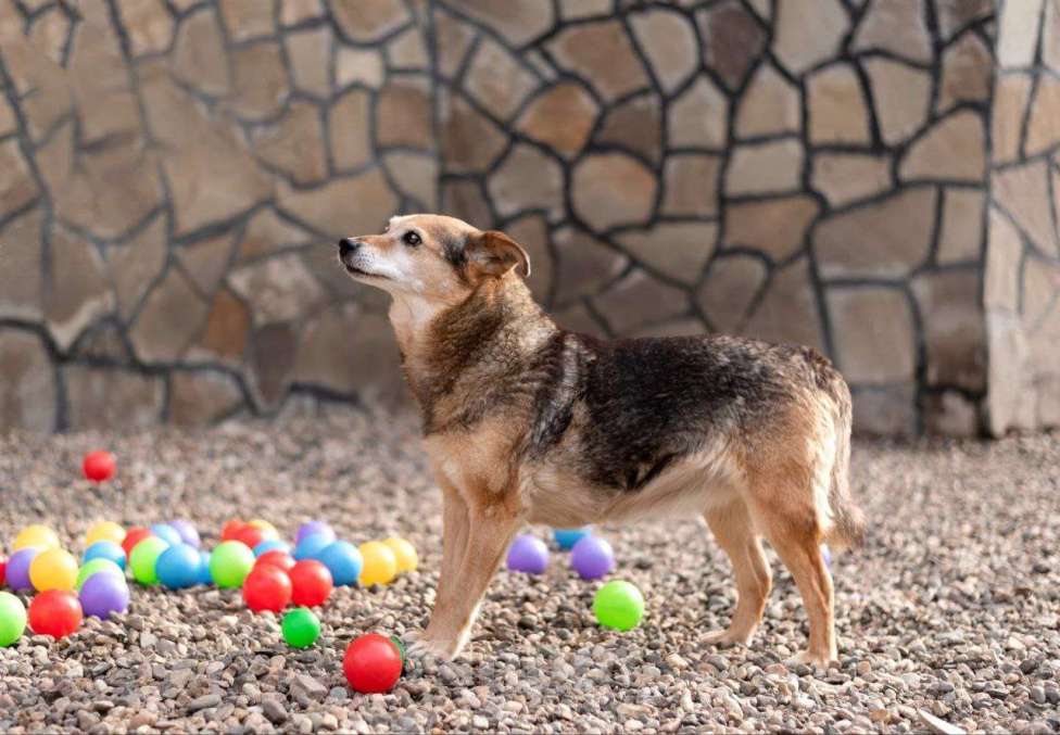 Собаки в Москве: Бася. Свободная и независимая девочка Девочка, Бесплатно - фото 3