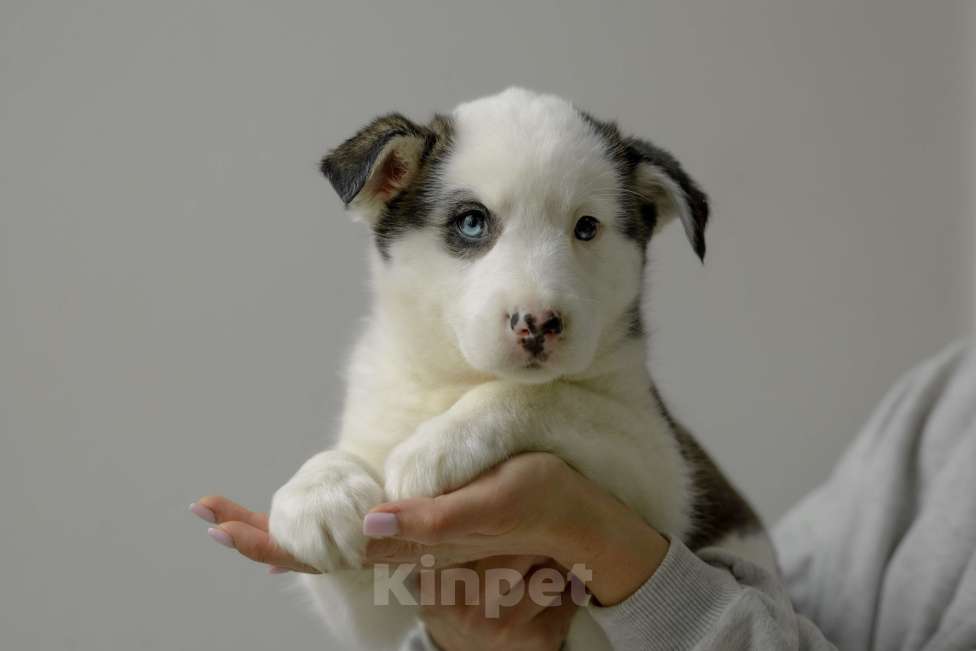 Собаки в Москве: Щенки Девочка, Бесплатно - фото 2