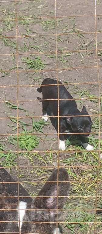 Собаки в Белгороде: Чихуахуа РКФ Девочка, 60 000 руб. - фото 3